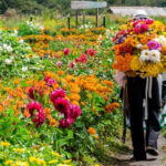 Silletero en Medellin